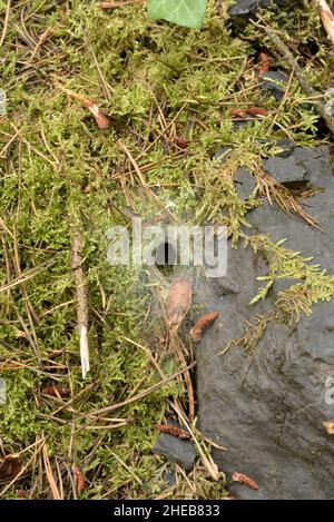 Labyrinthspinne oder Trichterspinne, Agelena labyrinthica Lair Stockfoto