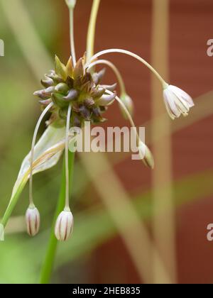 Feldknoblauchzehen, Allium oleraceum Stockfoto