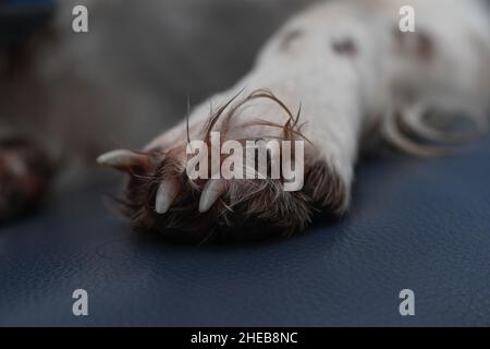 Nahaufnahme einer gebrochenen Hundeklaue am Vorderfuß. Die Klaue zeigt in die falsche Richtung, ist aber nicht vollständig abgerissen. Sedierung ist erforderlich, um zu entfernen. Stockfoto