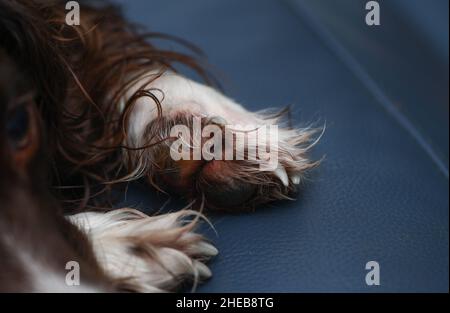 Nahaufnahme einer gebrochenen Hundeklaue am Vorderfuß. Die Klaue zeigt in die falsche Richtung, ist aber nicht vollständig abgerissen. Sedierung ist erforderlich, um zu entfernen. Stockfoto