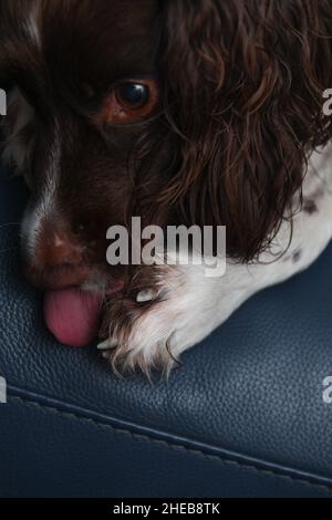 Ein englischer springer-Spaniel leckt eine Klaue-Verletzung, nachdem er bei einem Lauf die Klaue gebrochen hat. Eines von einem Set, das Verletzungen zeigt. Stockfoto