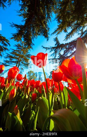 Rote Tulpen. Rote Tulpen und Sonnenstrahlen im Park. Frühling vertikale Geschichte Hintergrundfoto. Stockfoto
