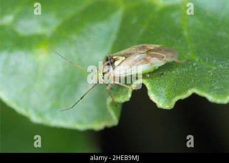 Lygus Bug bilden die Familie Miridae auf einem Rübenblatt. Stockfoto