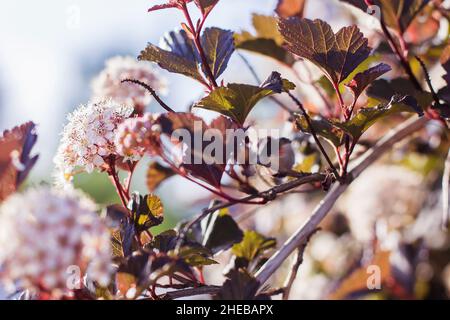 Nahaufnahme einer frühlingshaften, pastellblühenden Blume im Garten. Makroblühender Zweig des Physocarpus opulifolius-Baumes Stockfoto