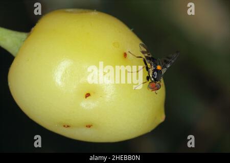 Rhagoletis cerasi ist eine Art von Tephritiden-Fruchtfliege, die unter dem gemeinsamen Namen Kirsche Fruchtfliege bekannt ist. Es ist ein großer Schädling von Kirschkulturen in Europa. Stockfoto