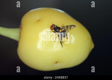 Rhagoletis cerasi ist eine Art von Tephritiden-Fruchtfliege, die unter dem gemeinsamen Namen Kirsche Fruchtfliege bekannt ist. Es ist ein großer Schädling von Kirschkulturen in Europa. Stockfoto