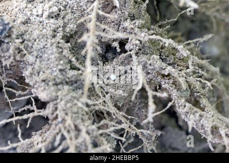 Eier von Maikäfer gewöhnlicher Kakadus oder Maibug (Melolontha melolontha), die vom Weibchen in den Boden abgelagert werden. Stockfoto