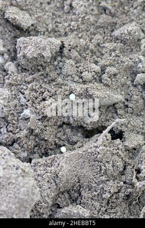 Eier von Maikäfer gewöhnlicher Kakadus oder Maibug (Melolontha melolontha), die vom Weibchen in den Boden abgelagert werden. Stockfoto