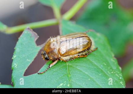 Kleiner June Beetle Amphimallon solstitiale auf dem beschädigten Pflanzenblatt sitzend. Stockfoto