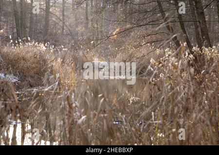 Enten auf der Oberfläche eines kleinen Sees. Wintersaison im Stadtpark. Stockfoto