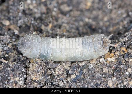Larve auf der Kranichfliege ist ein gebräuchlicher Name, der sich auf jedes Mitglied der Insektenfamilie Tipulidae bezieht. Es ist ein bedeutender Schädling im Boden vieler Kulturen. Stockfoto