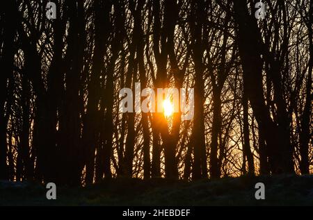 Brighton UK 6th January 2022 - die Sonne bricht durch im Wald auf Devils Dyke nördlich von Brighton mit einigen Teilen des Nordens Prognose, Schnee auf höherem Boden zu bekommen : Credit Simon Dack / Alamy Live News Stockfoto