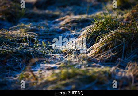 Brighton UK 6th January 2022 - Frost am Devils Dyke Brighton mit einigen Teilen des Nordens, die auf höherem Grund Schnee erwarten : Credit Simon Dack / Alamy Live News Stockfoto