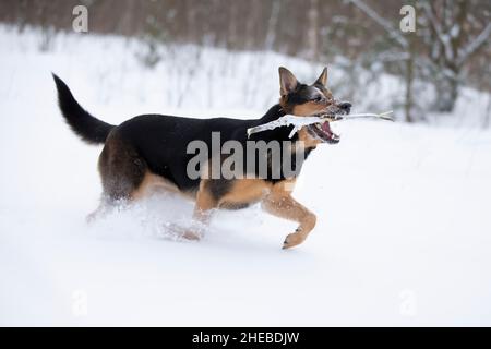 Lustige Schäferhund spielt im Winter im Schnee. Deutscher Schäferhund an einem Wintertag. Stockfoto