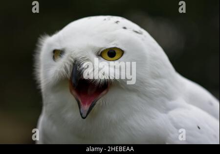 Porträt des schneebedeckten Eulenbubo scandiacus mit offenem Schnabel Stockfoto