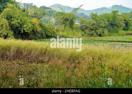 Wildfischteich mit Wasserpflanzen und Schilf auf dem Land überwuchert Stockfoto