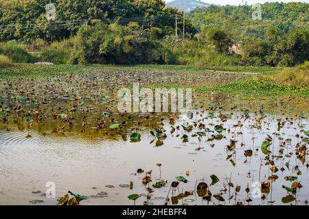 Wildfischteich mit Wasserpflanzen und Schilf auf dem Land überwuchert Stockfoto