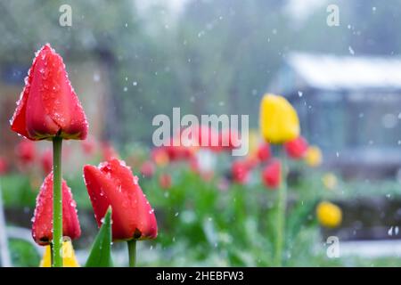 Blumen (Tulpen) unter dem Schnee. Schnee im Frühling Stockfoto