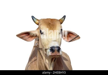 Nahaufnahme des Kopfes einer braunen Kuh. Die Kuh isoliert auf weißem Hintergrund. Stockfoto