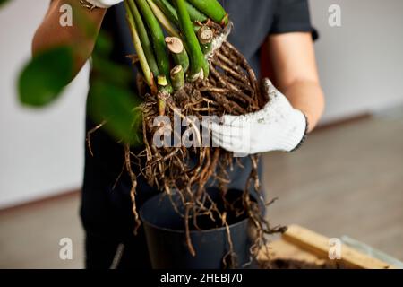 Die Hände des Mannes halten Zamioculcas Pflanze mit Wurzeln, repotting Blume innen, die Zimmerpflanze Topf Transplantation zu Hause, Hobbies und Freizeit, Hausgartenarbeit, Cu Stockfoto