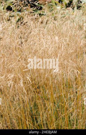 Deschampsia cespitosa Golden Veil. Tufted hair grass 'Goldschleier' in autumn. UK Stockfoto