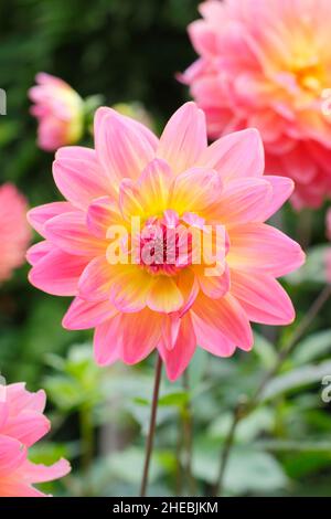 Dahlia 'Ken’s Rarität', eine wasserlilienartige Dahlie mit zweifarbigen rosa und gelben Blütenblättern.UK Stockfoto