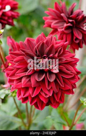 Dahlia 'Sam Hopkins', eine dunkelsamtig-rote Dahlie vom Typ Wasserlilie. VEREINIGTES KÖNIGREICH Stockfoto