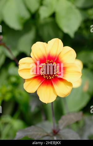 Dahlia 'Moonfire' Zwergsorte mit dunklem Laub, das im September blüht. VEREINIGTES KÖNIGREICH Stockfoto