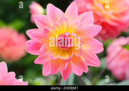 Dahlia 'Ken’s Rarität', eine wasserlilienartige Dahlie mit zweifarbigen rosa und gelben Blütenblättern.UK Stockfoto