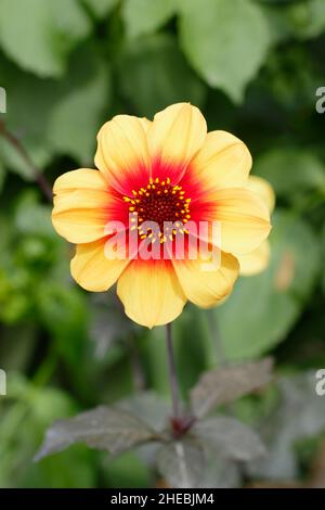 Dahlia 'Moonfire' Zwergsorte mit dunklem Laub, das im September blüht. VEREINIGTES KÖNIGREICH Stockfoto