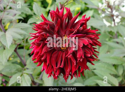 Dahlia 'Black Jack', große tiefrote Halbkaktus-Dahlie im Septembergarten. VEREINIGTES KÖNIGREICH Stockfoto