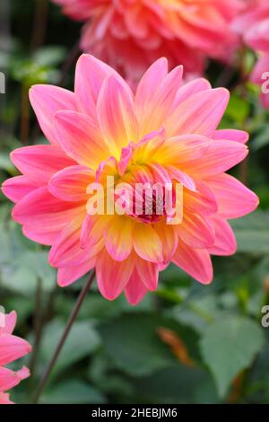 Dahlia 'Ken’s Rarität', eine wasserlilienartige Dahlie mit zweifarbigen rosa und gelben Blütenblättern.UK Stockfoto