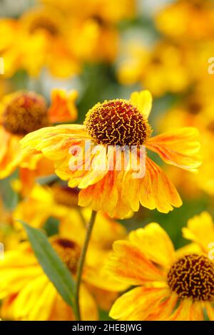 Helenium Wyndley blüht im September. VEREINIGTES KÖNIGREICH Stockfoto