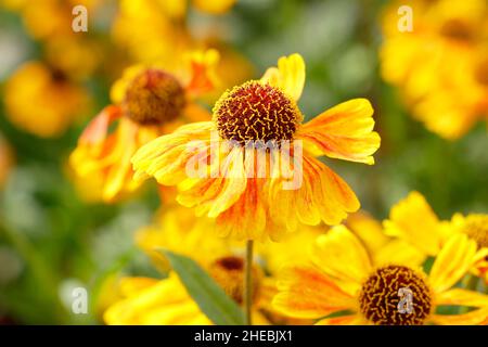 Helenium Wyndley blüht im September. VEREINIGTES KÖNIGREICH Stockfoto