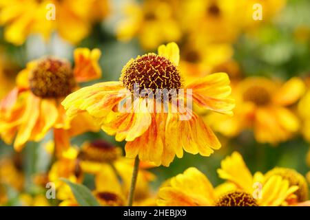 Helenium Wyndley blüht im September. VEREINIGTES KÖNIGREICH Stockfoto