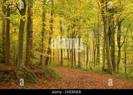 Ein Buchenwald, der seine Herbstfarbe in Leigh Woods, North Somerset, England, zeigt. Stockfoto