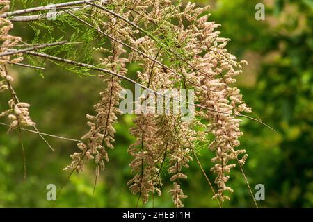 Tamarix gallica, Salz Zeder Pflanze in Blume Stockfoto