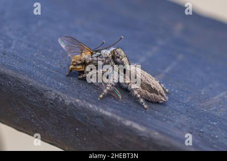 Menemerus bivittatus, Graue Wand Spinne mit ihrer Beute Stockfoto