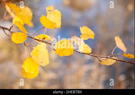 Herbstfarben, Lammassaari Naturlehrpfad, Helsinki, Finnland Stockfoto