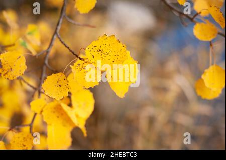 Herbstfarben, Lammassaari Naturlehrpfad, Helsinki, Finnland Stockfoto