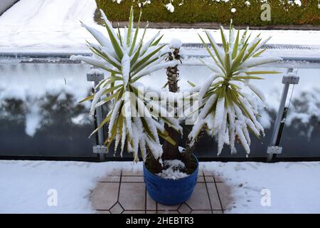 Yucca-Palme im Schnee Stockfoto