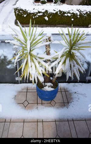 Yucca-Palme im Schnee Stockfoto