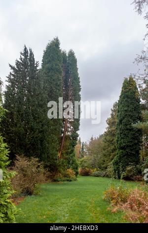 Rasen und Nadelbäume im Pinetum in Nymans, Handcross, West Sussex, Großbritannien Stockfoto