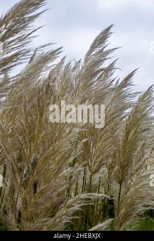 Ein Stand von Pampas Gras (Cortaderia selloana) in den Gärten von Nymans, West Sussex, Großbritannien Stockfoto