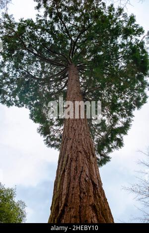 Riesenmammutbaum (Sequoiadendron giganteum) wächst in Nymans Gardens, West Sussex, Großbritannien Stockfoto