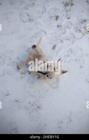 West Highland White Terrier Hund Rolle im Schnee Nahaufnahme | kleine weiße Terrier Hund lag und spielen im Schnee im Winter Top-Down-Ansicht Stockfoto