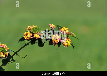 Mehrfarbige Blüten der westindischen Lantana Camara aus der Nähe auf einem verschwommenen grünen Hintergrund. Selektiver Fokus Stockfoto