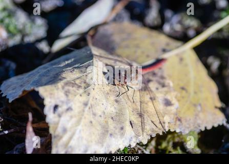 Eine Libelle auf einem herbstlichen gelben Pappelblatt. Stockfoto