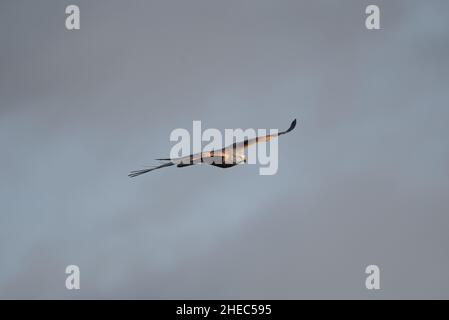 Rotmilan im Flug Stockfoto
