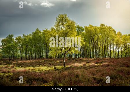 Baum in goldenem Licht nach Gewitter Stockfoto